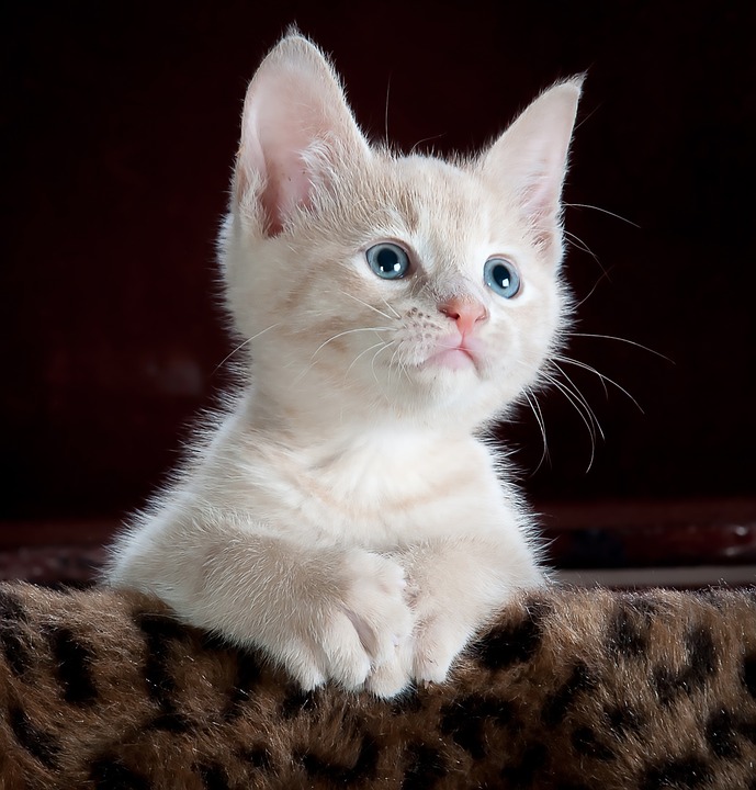 Kitten fokken