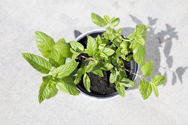Comment cultiver les herbes achetées en hypermarchéPourquoi