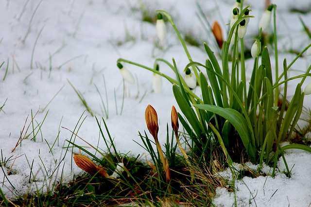Preparing the garden for winter